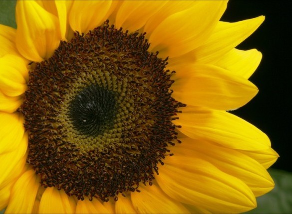 Sunflowers Screensaver