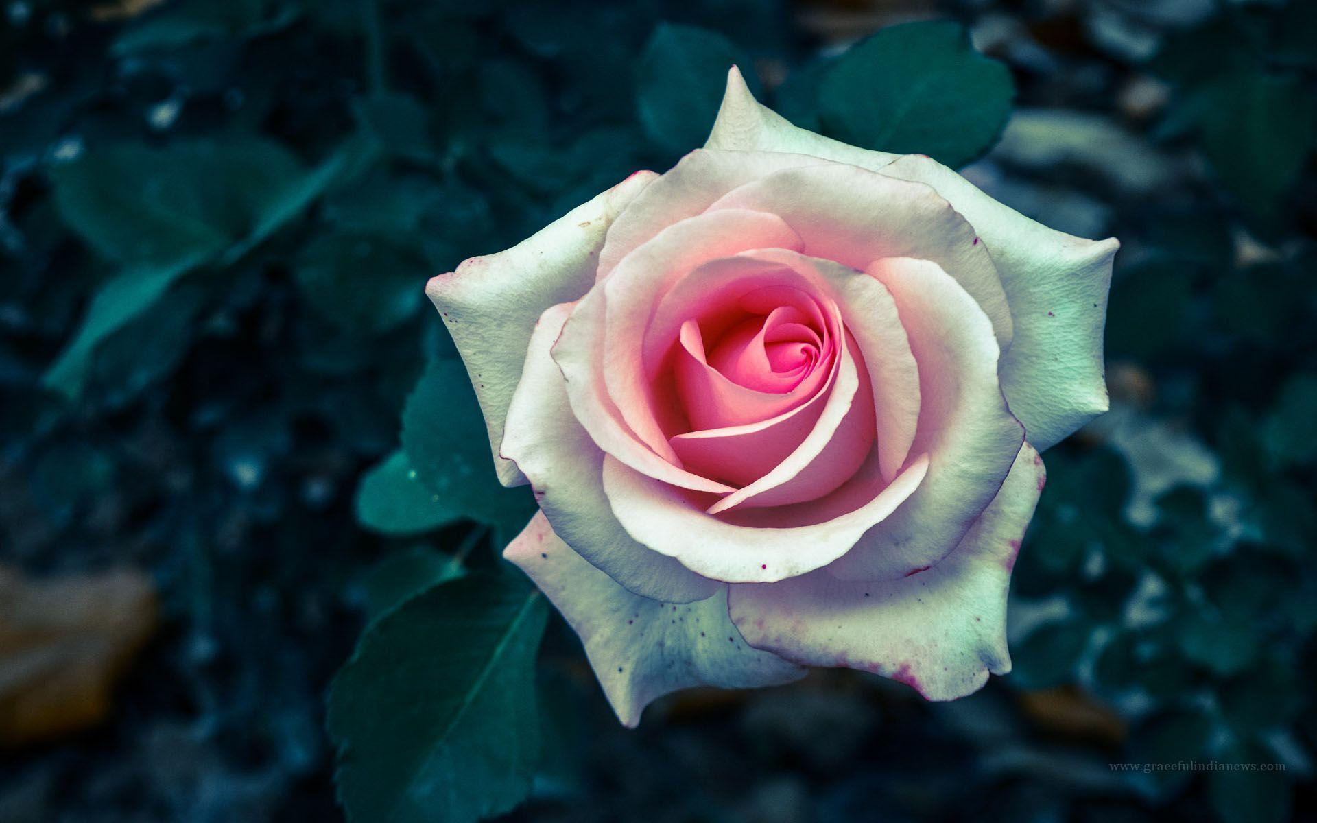 Wallpapers Of Rose Flower