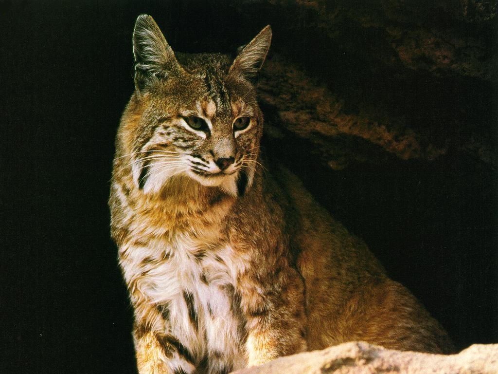 Lynx Wallpapers   First HD Wallpapers