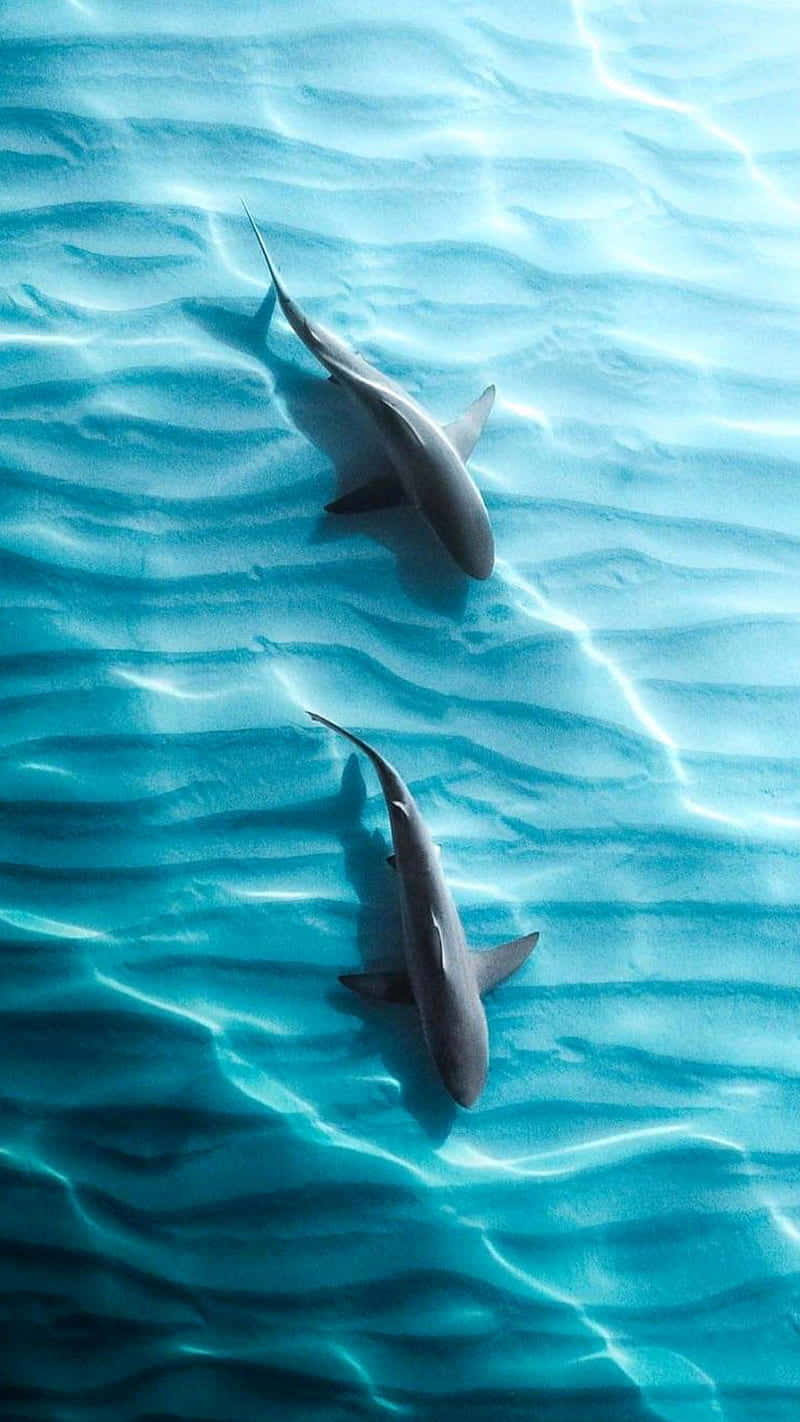 Shark iPhone Wallpaper