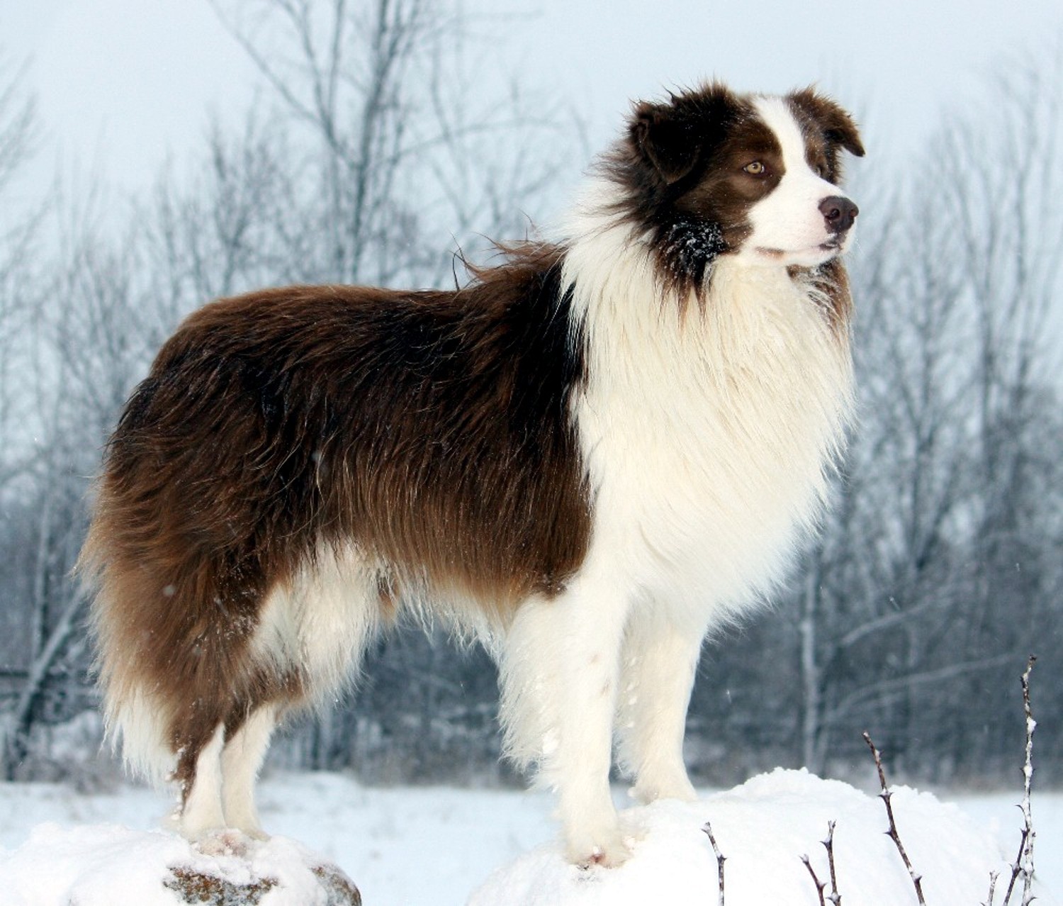 Cute Border Collie Winter Photo And Wallpaper Beautiful