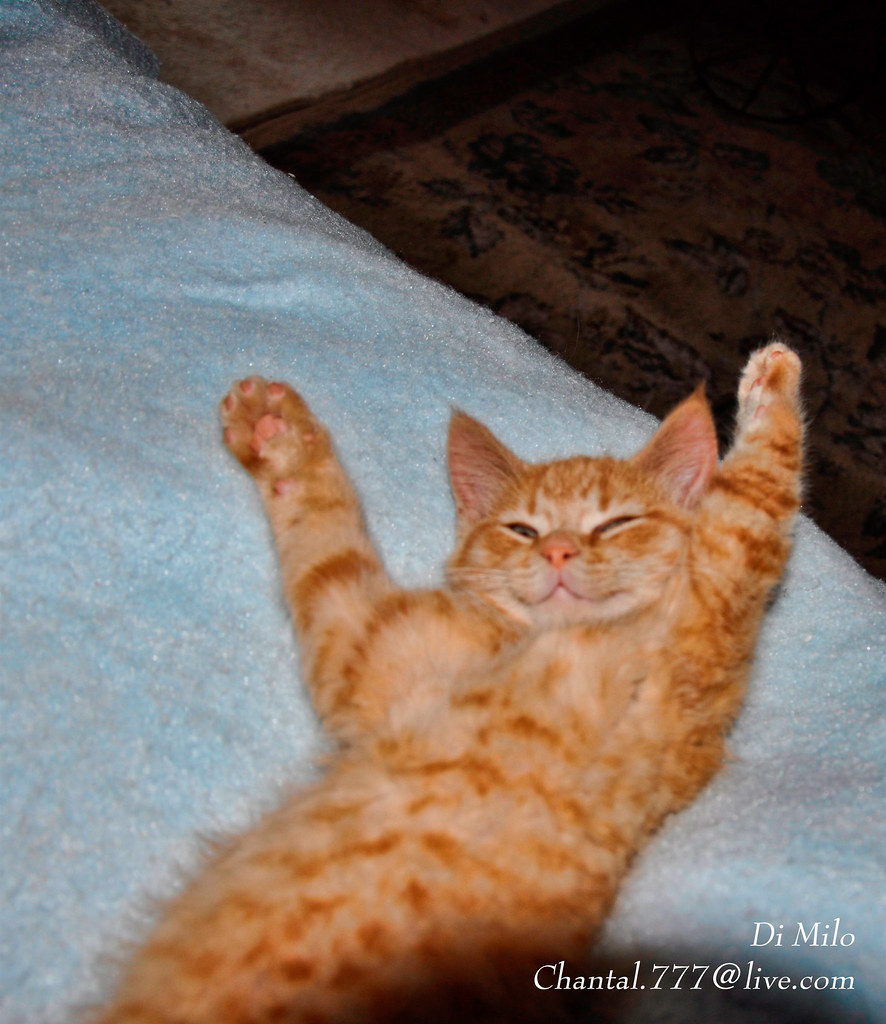 Di Milo Jumping For Joy Cute Cat Cats Kitten Kittens K