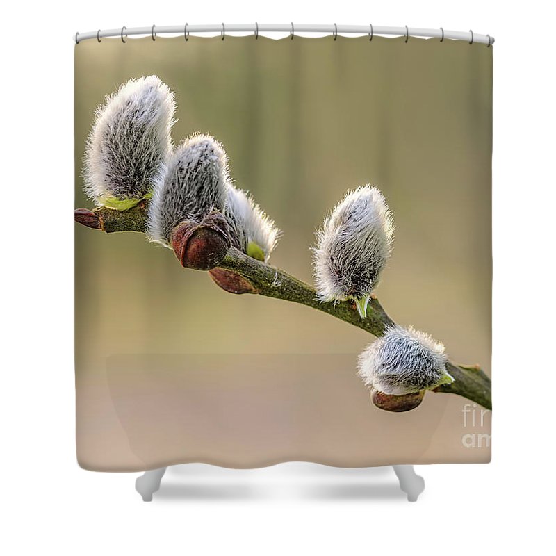 Pussy Willow Tree Buds Shower Curtain By Sasha Samardzija