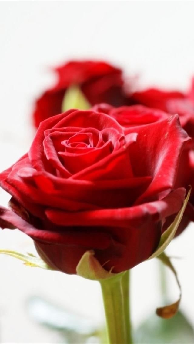 Red Roses iPhone Wallpaper HD