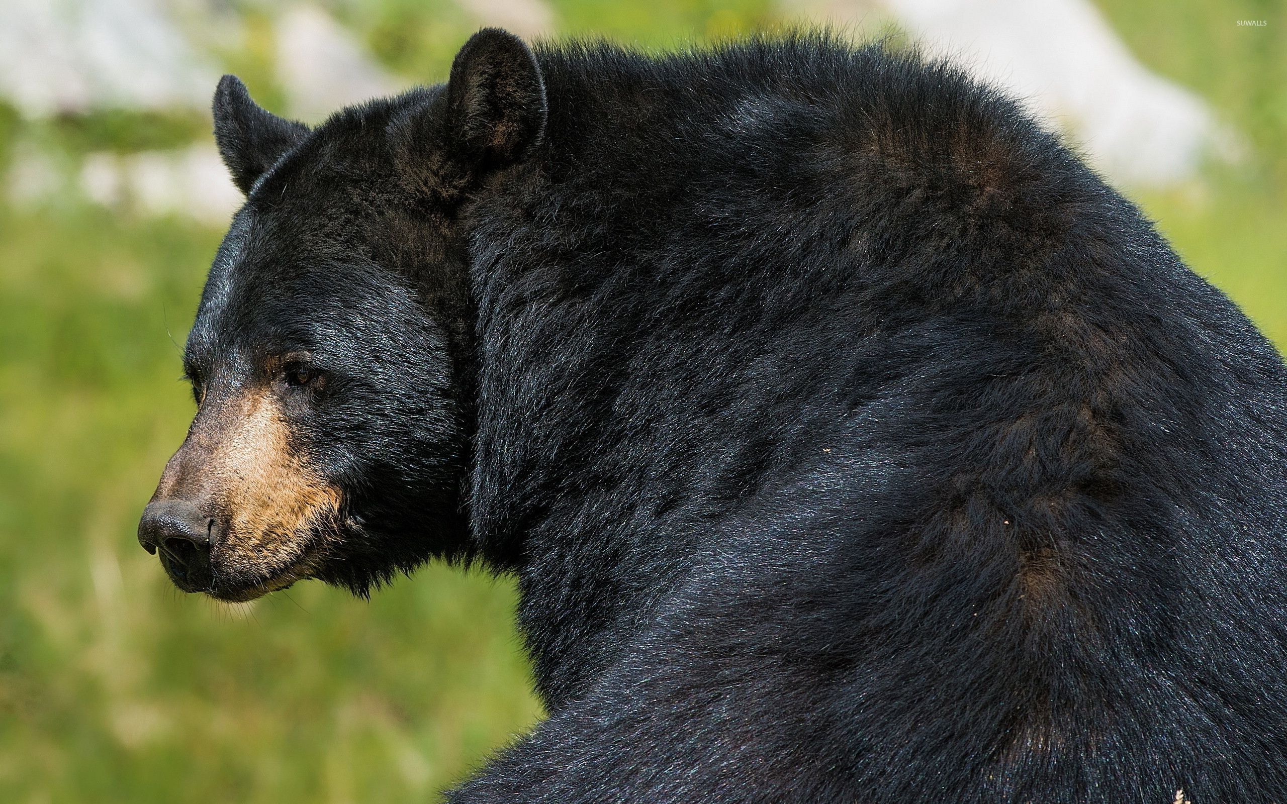 American Black Bear Wallpaper Animal