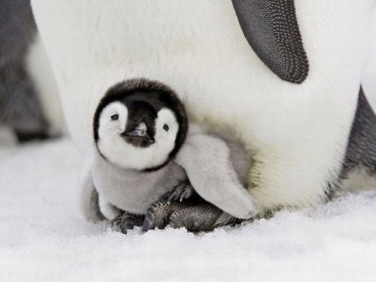 Cute Baby Penguin Wallpaper Pictures