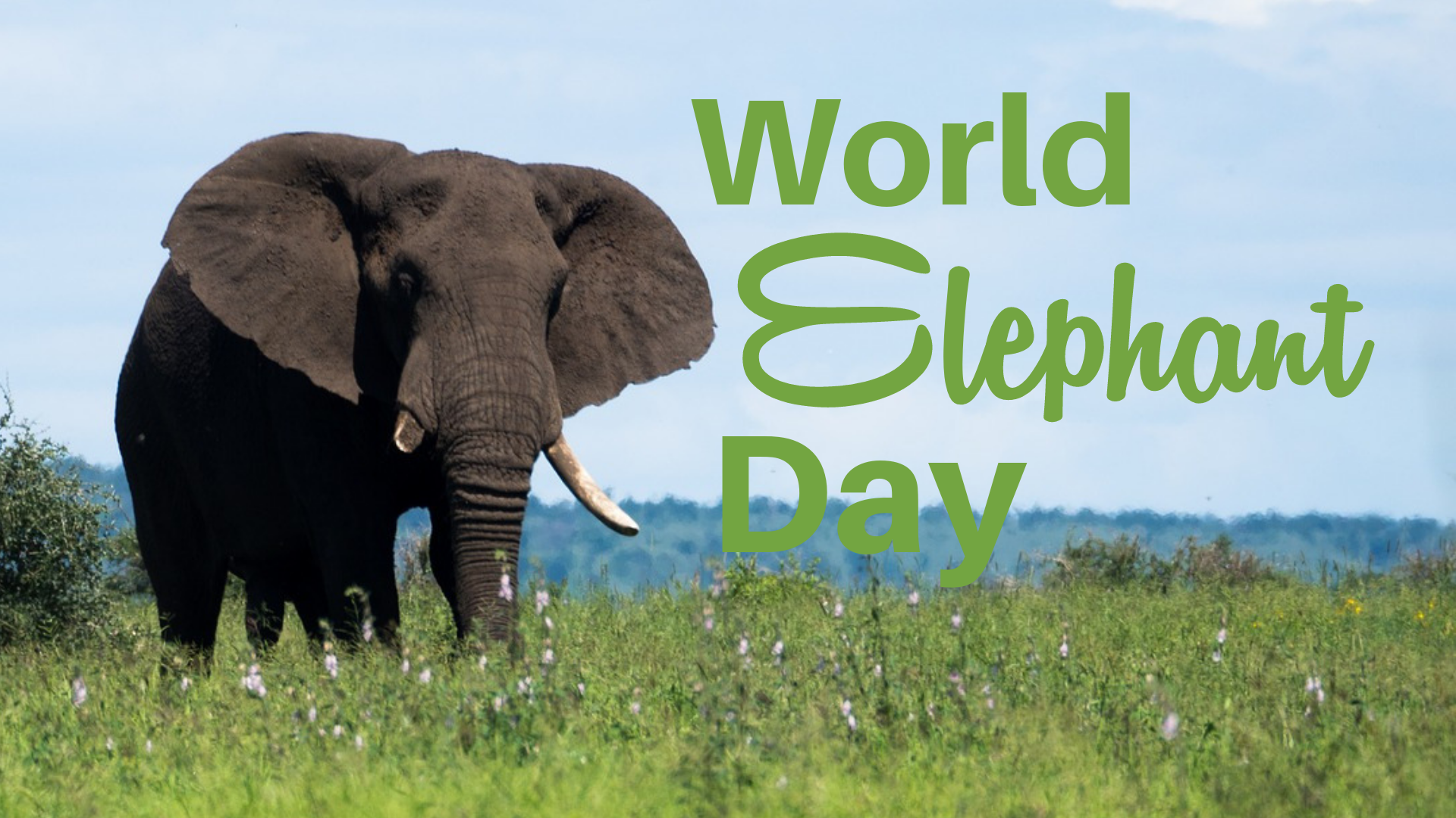 World Elephant Day In Wilmington