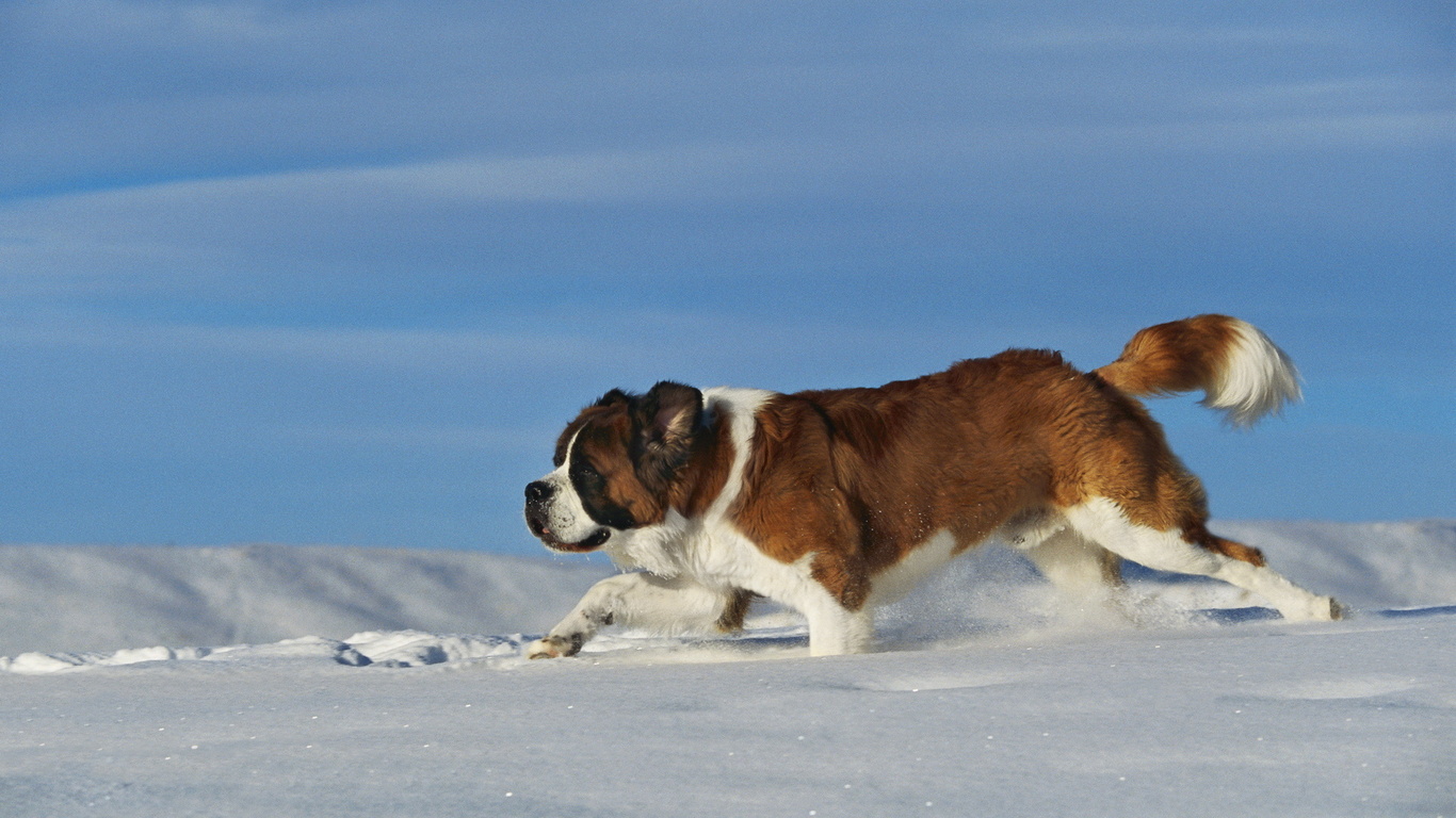Wallpaper St Bernard Dog Running Snow Drifts Animals Widescreen