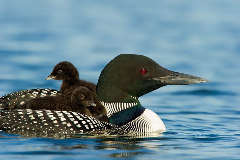 Loon And Two Babies Wallpaper X HD