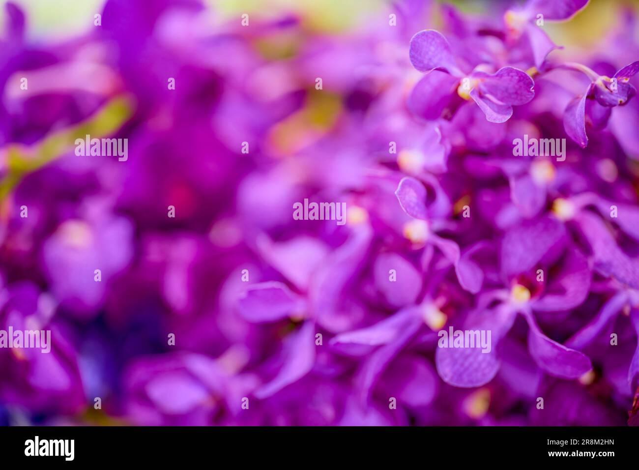 free-download-bangkok-thailand-23-may-2023-images-from-a-flower-market