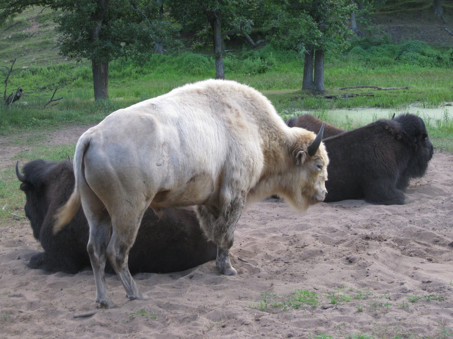 Free download White Buffalo Wallpaper White Buffalo by Fairyants [900x675] your Desktop, Mobile & Tablet | Explore 45+ Buffalo and Paint | Wallpaper and Paint Stores, Wallpaper Stores Buffalo