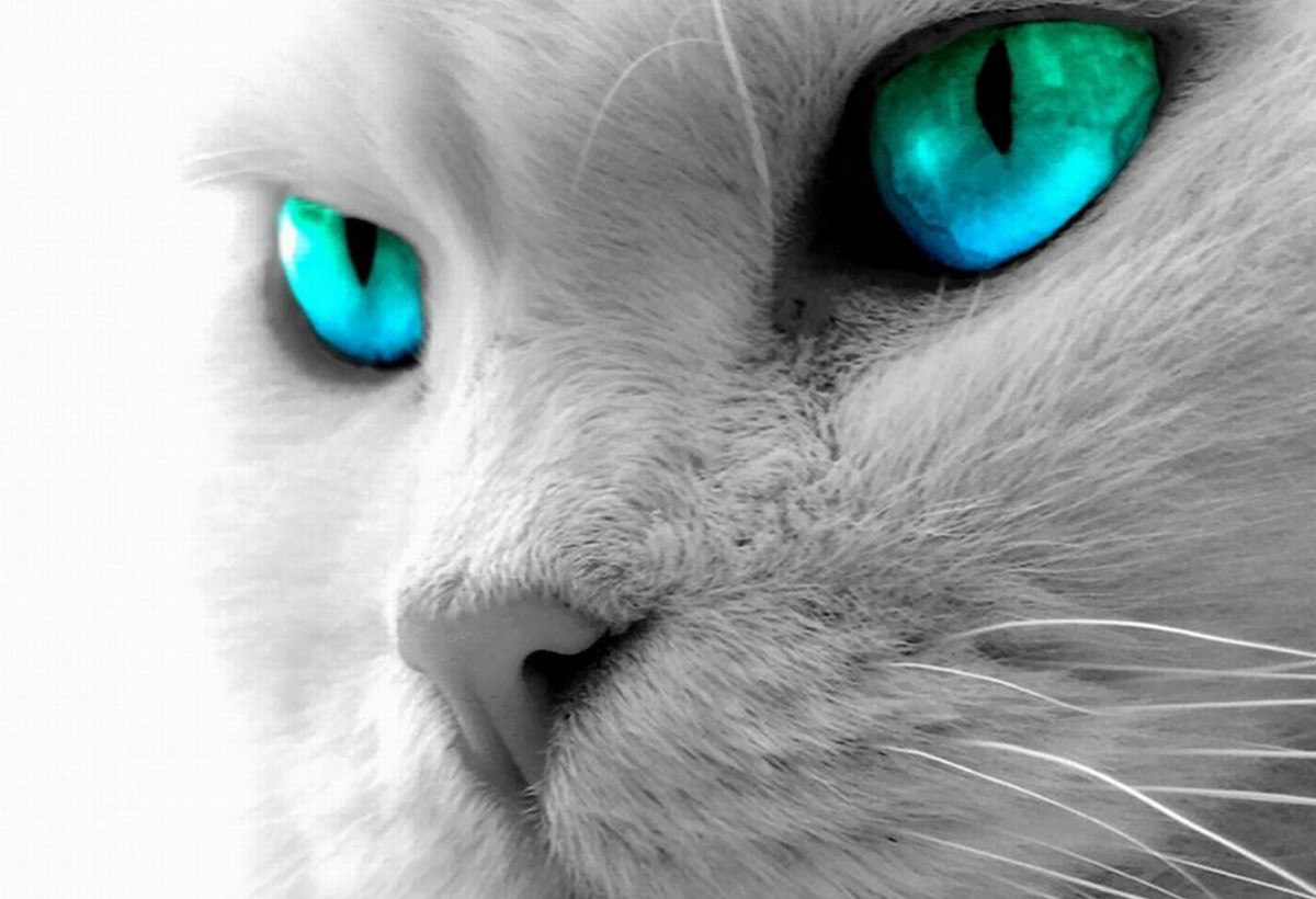 Hite Kitten With Green Eyes HD Wallpaper Background Image