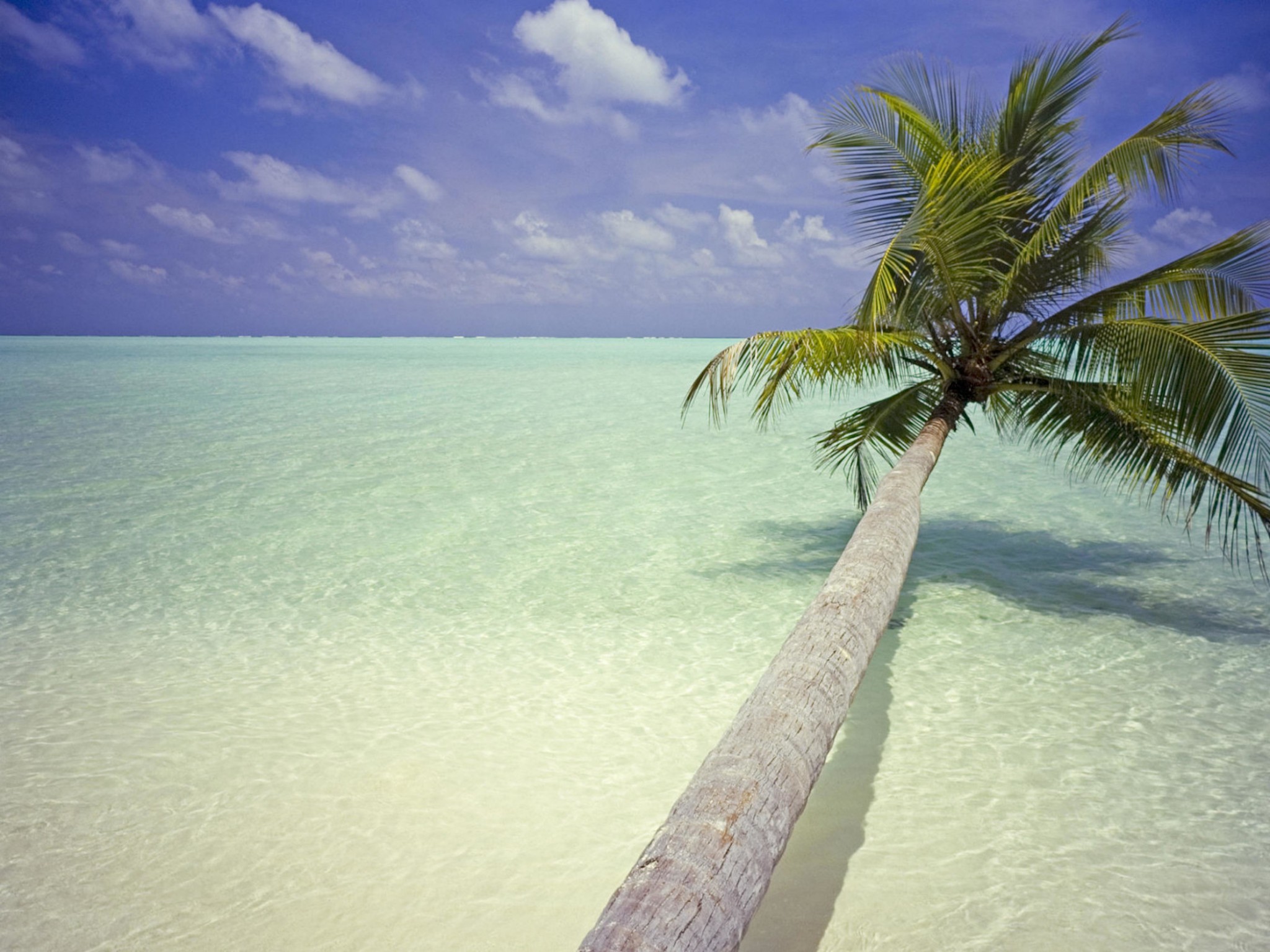 Maldives Palm Tree Wallpaper HD S Wallpapergeeks
