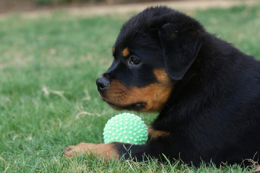 adorable rottweiler puppy with his toy puppies wallpaperjpg
