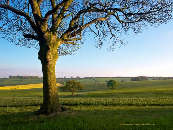 English Countryside Wallpaper Oak Tree In The