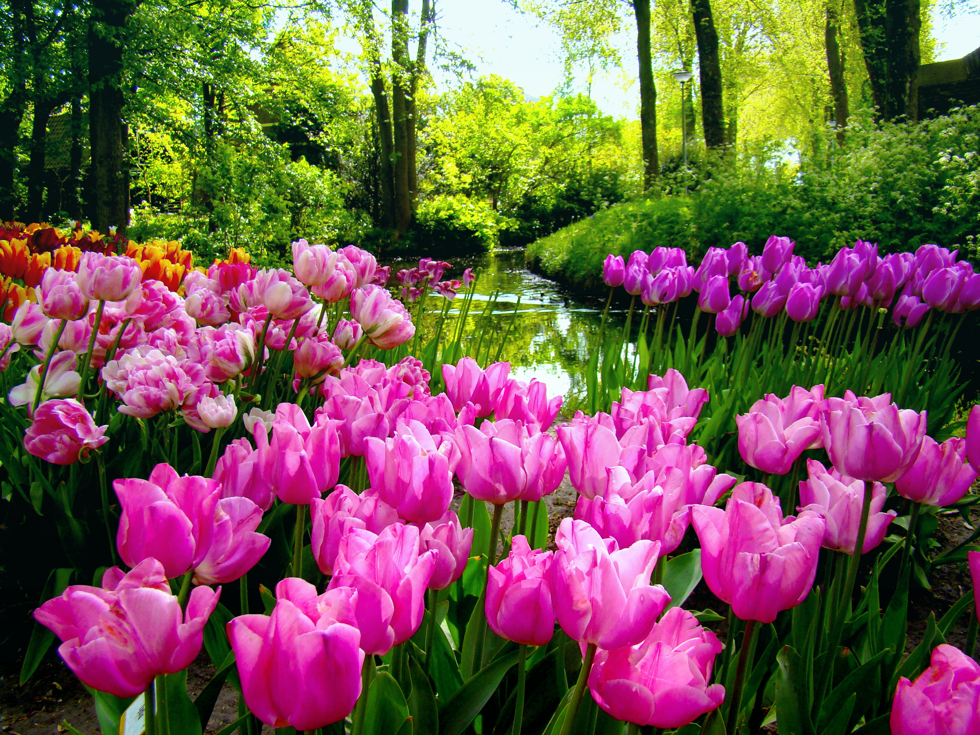 Spring Garden Desktop Wallpaper HD Background Of Your