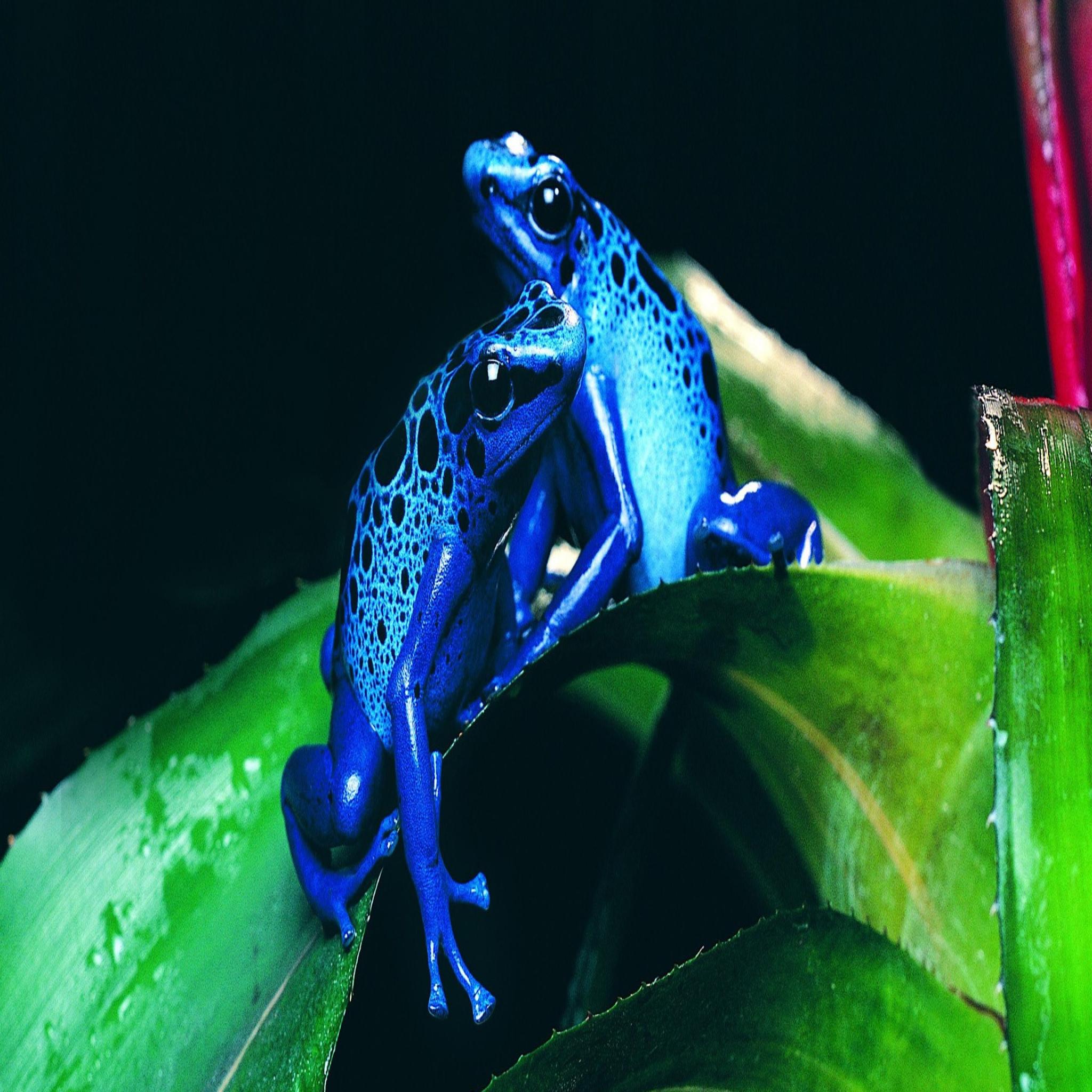 Frogs Hd Wallpaper Animal