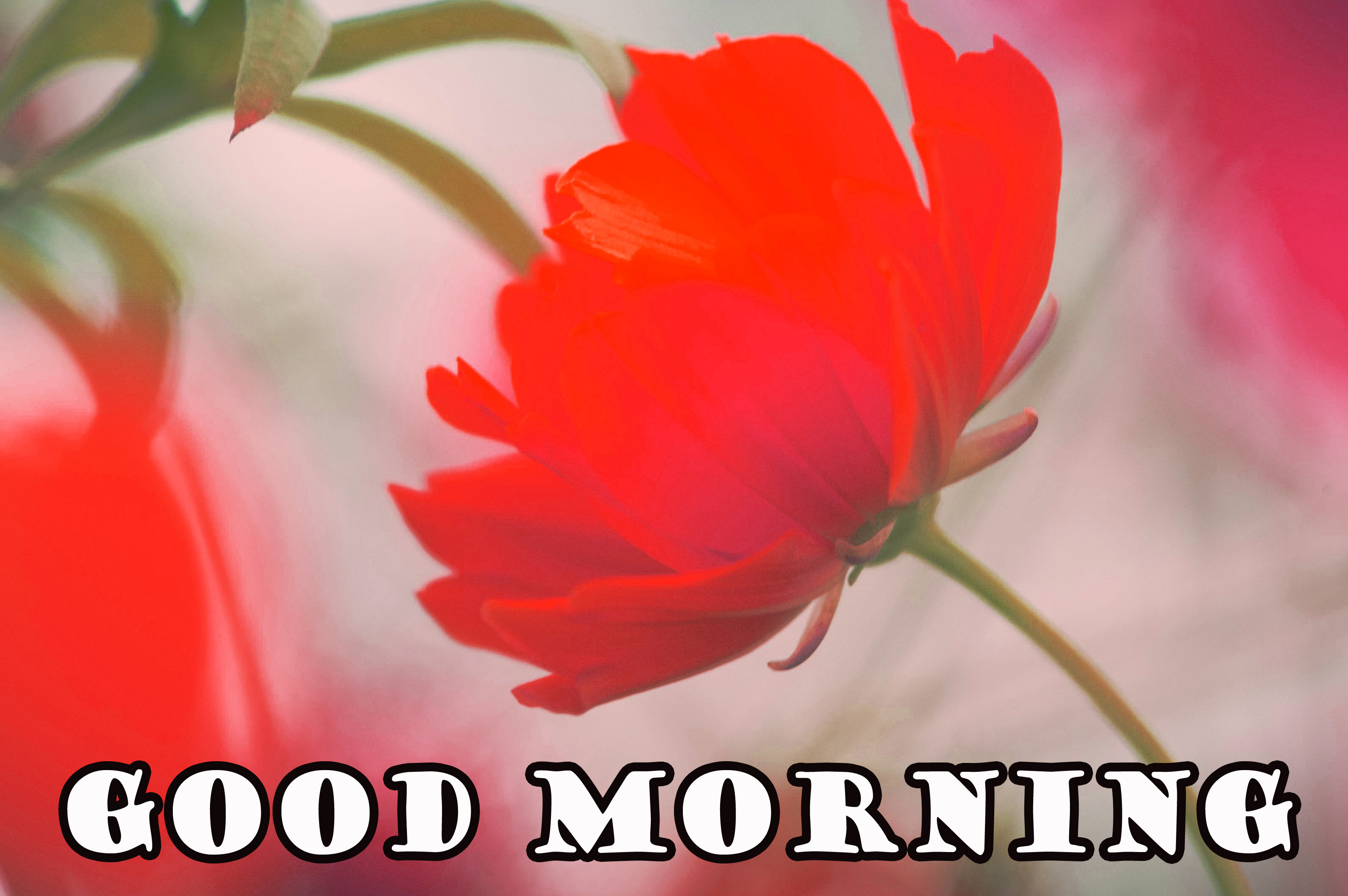 Good Morning Flowers Quotes Wishes Image Wallpaper Photos
