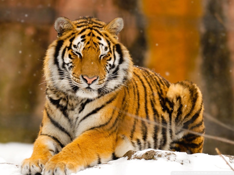 Amber S Conservation Effort Siberian Tiger