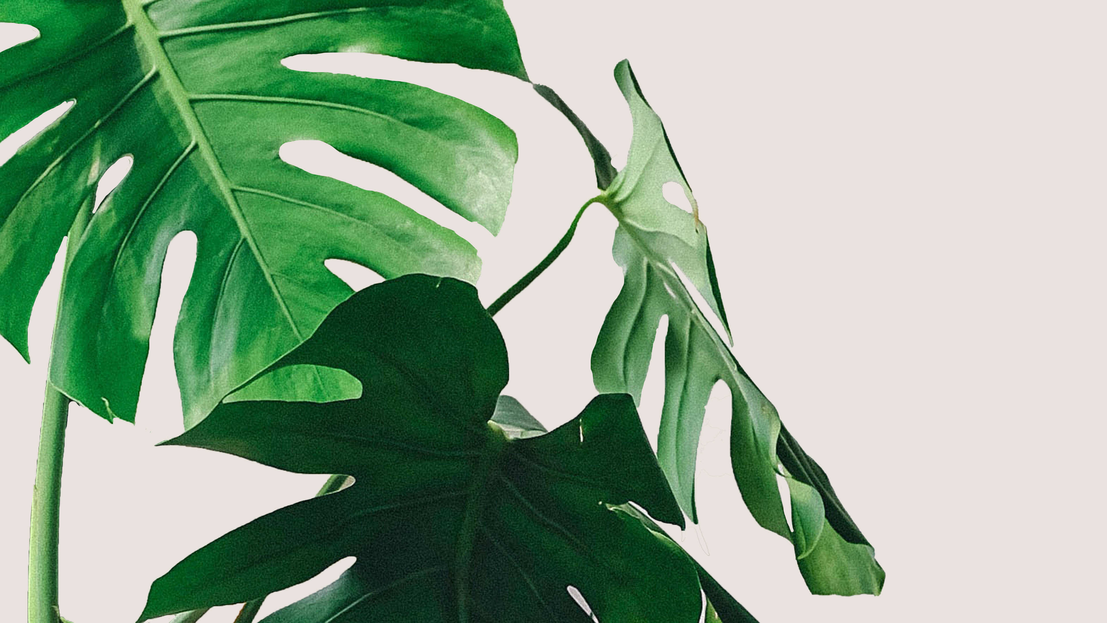 Minimalist Plant Wallpaper