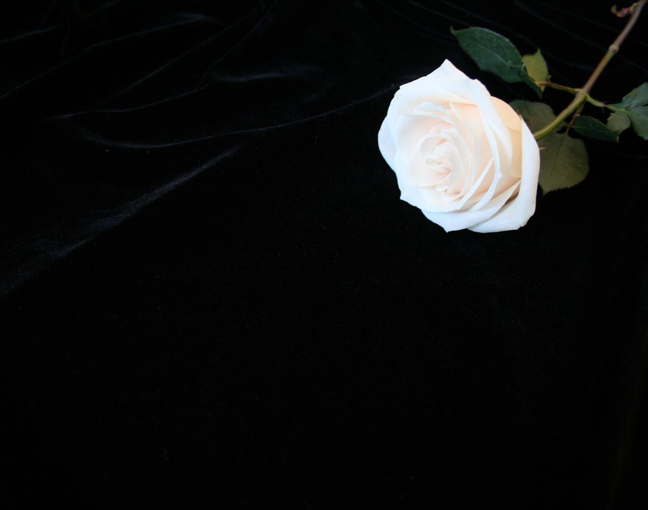 35 Gambar Black Background Rose Hd Wallpaper terbaru 2020