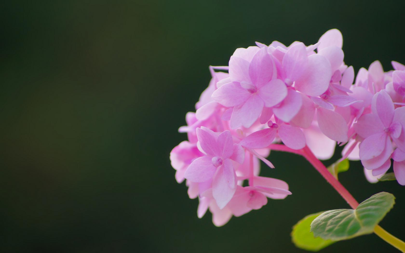 Wallpaper Pink Hortensia In High Resolution HD For