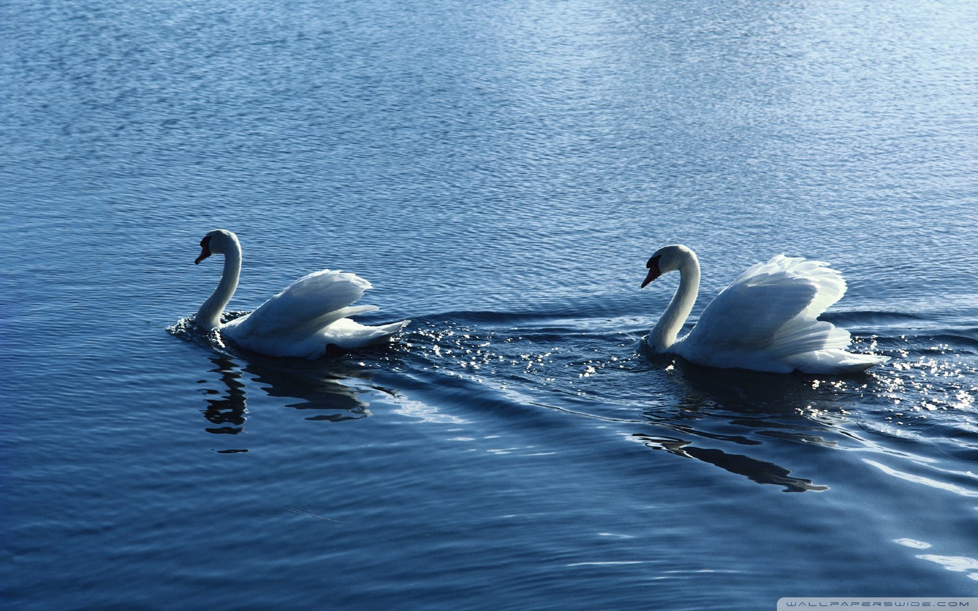 Swans Wallpaper High Quality HD Site