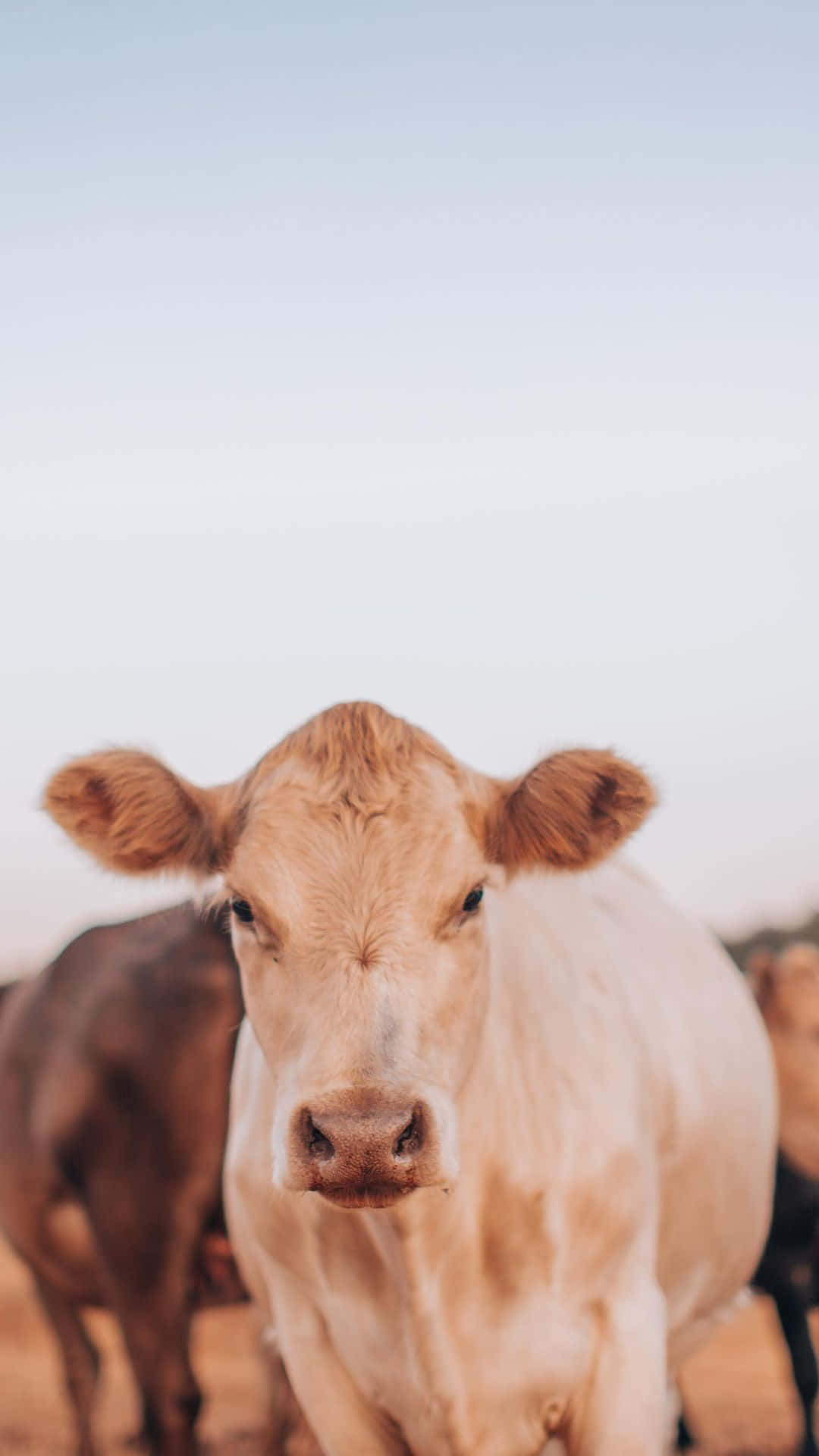 Cow iPhone Wallpaper