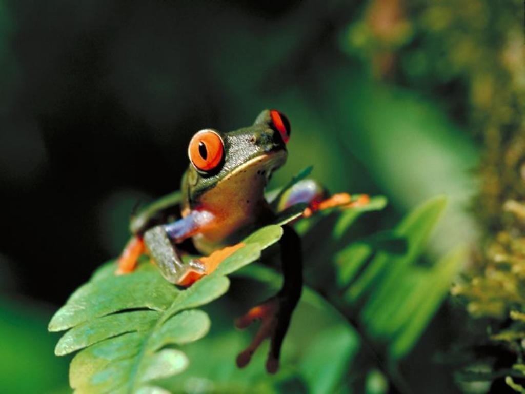 Red Eye Tree Frog A Cute Day
