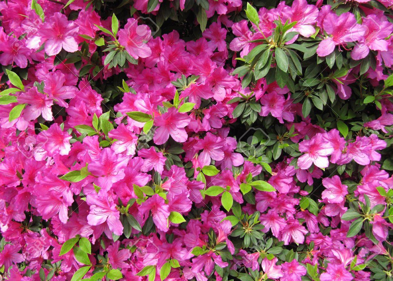 Pink Flowers Azalea In A Japanese Garden Background Stock Photo