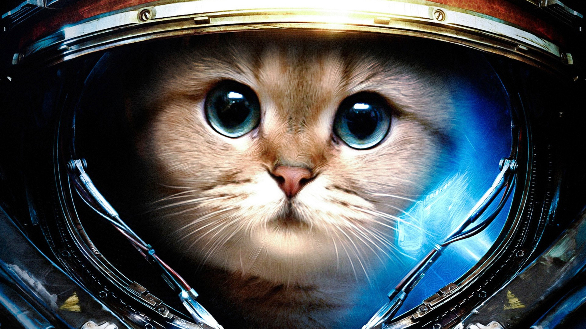 Space Cat Wallpaper HD Background Desktop