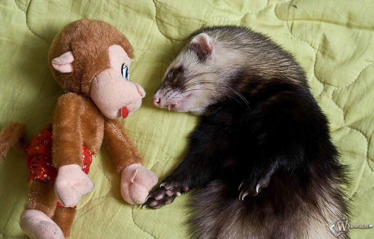 Pictures Ferret And Monkey Wallpaper Will Be A New