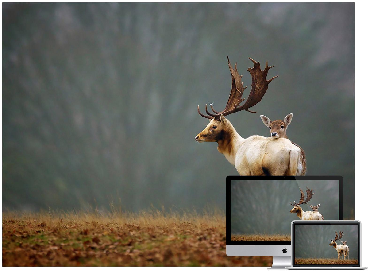 Top Wild Animal Desktop Wallpaper 3tdesign Edu Vn