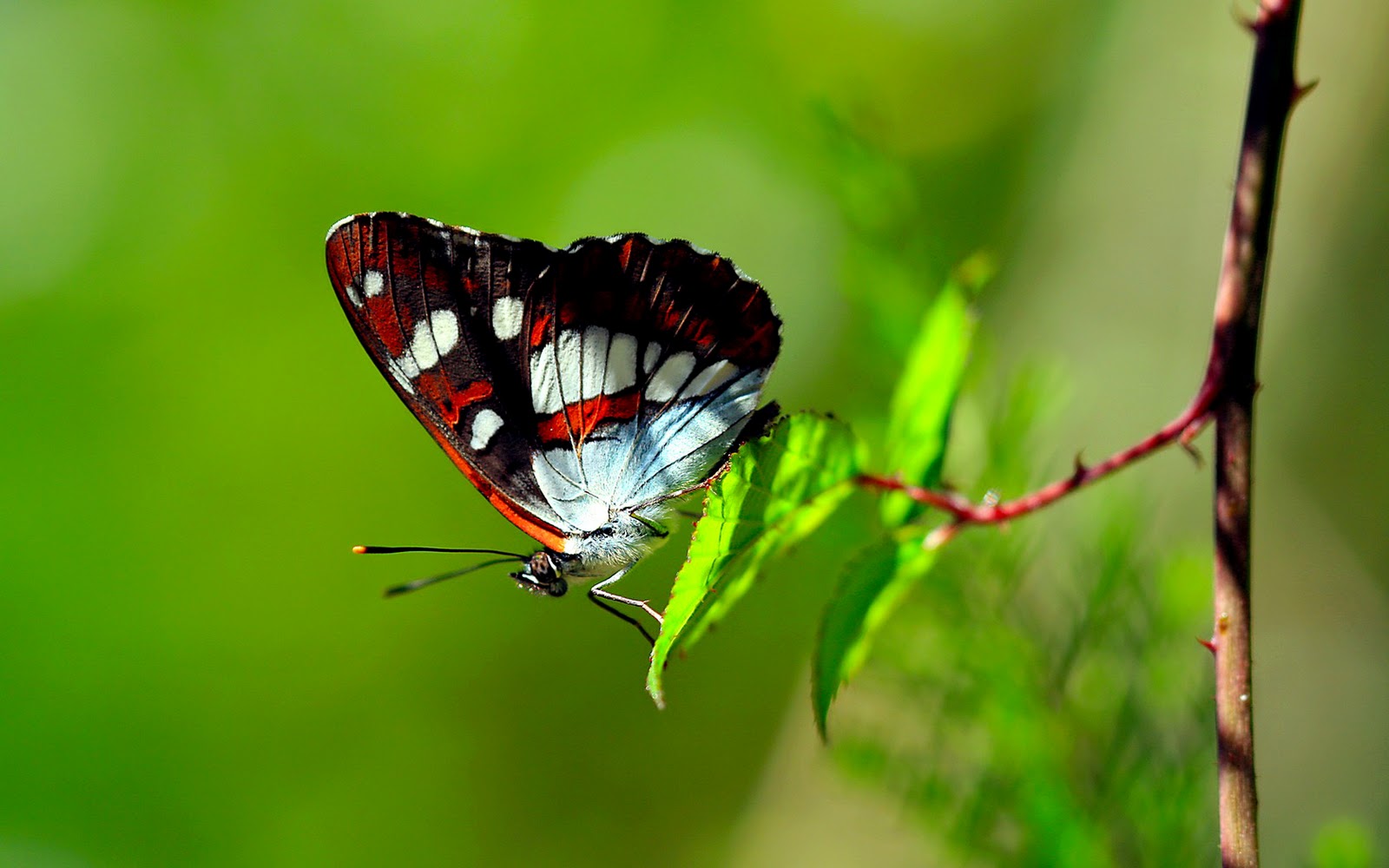 Colors Of Nature HD Butterfly Wallpaper