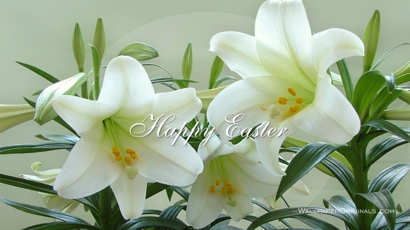 Easter Wallpaper In White Lily Flower