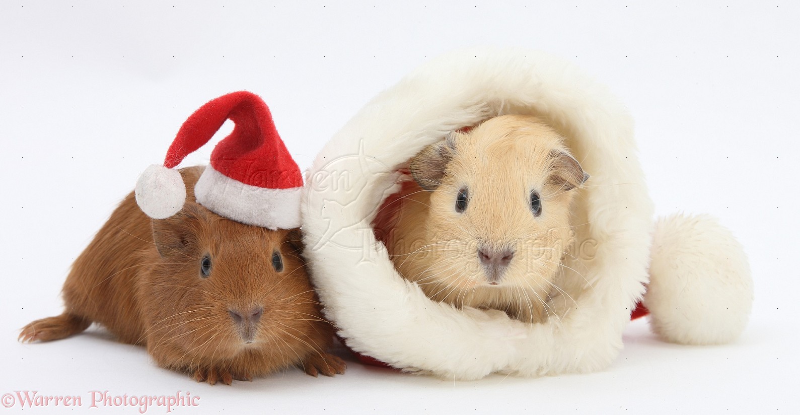 Wp21600 Baby Guinea Pigs With Father Christmas Hats