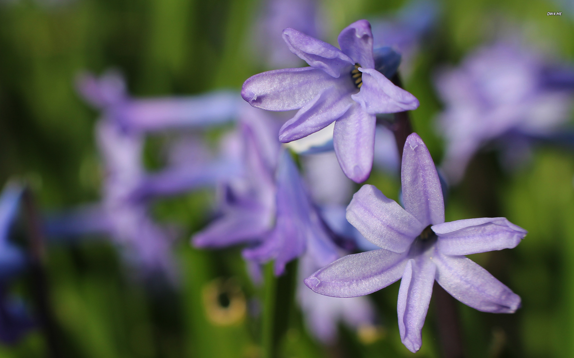 Hyacinth Wallpaper Flower