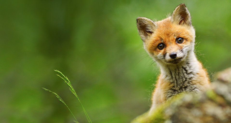 Baby Red Fox Photographed Near Trento