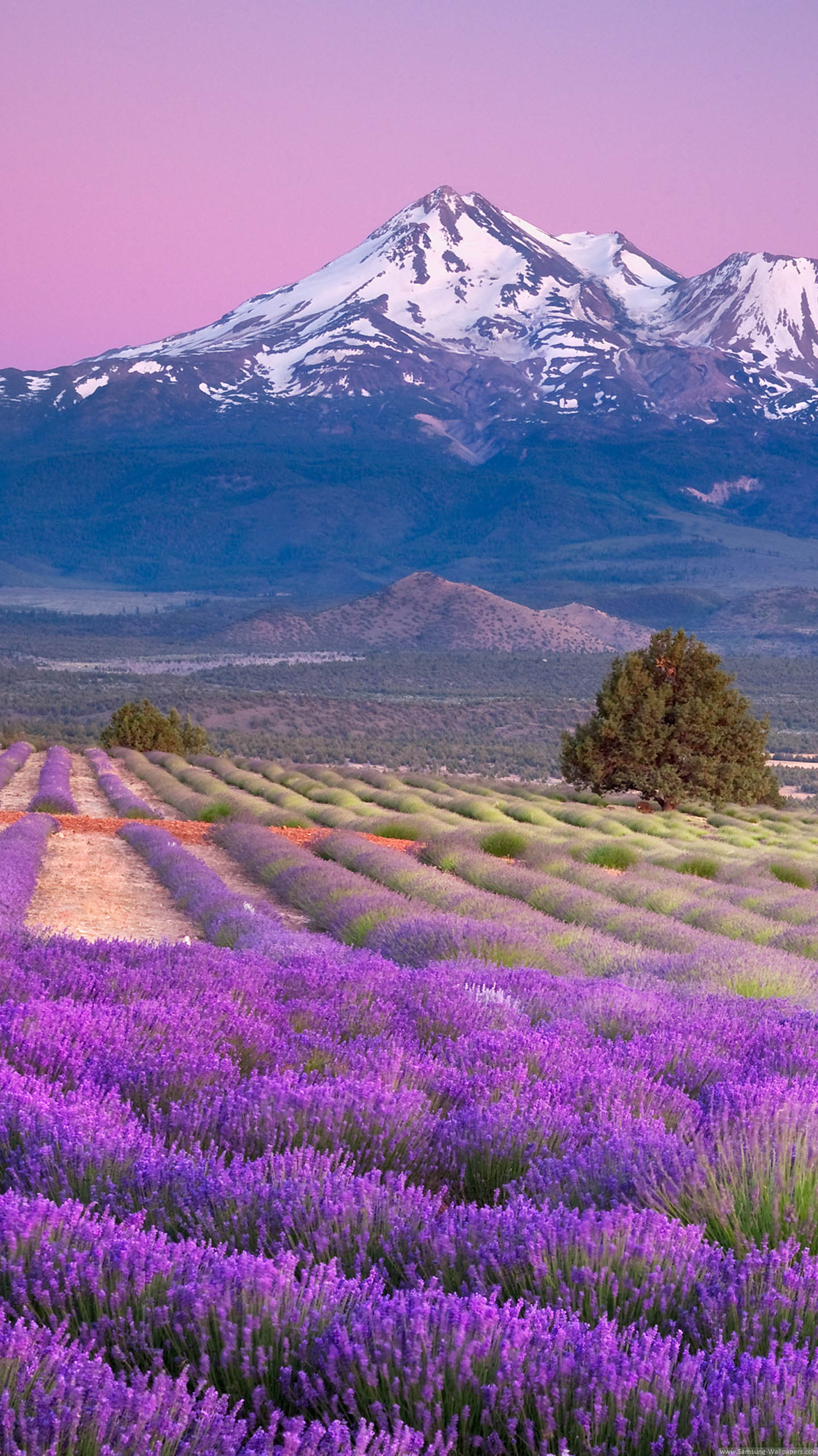 Nature Screen Wallpaper Beautiful Natural Lavender