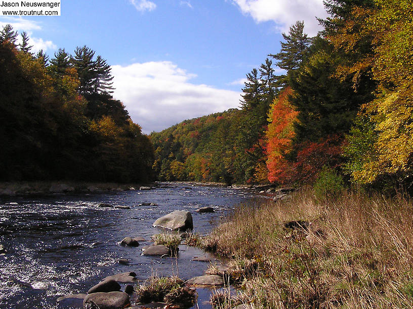 Trout Stream Wallpaper Streams Produced My