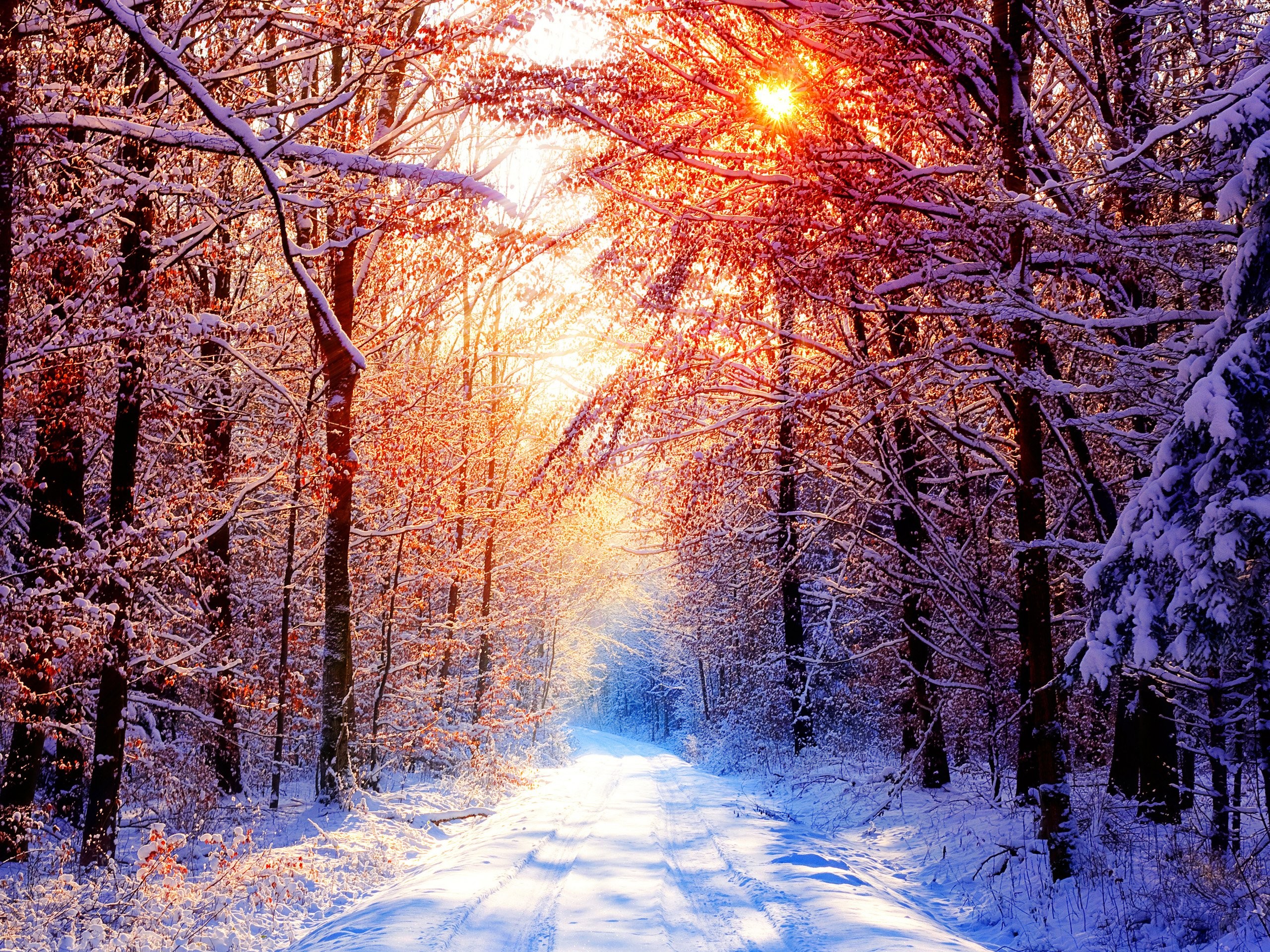 Winter Forests Forest Fresh Air HD Wallpaper Ultra