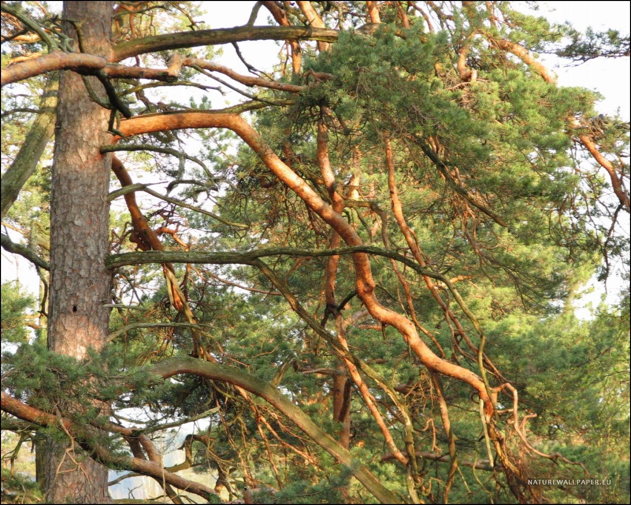 1280x1024 wallpaper Pine Tree Branches Wallpaper Background 1280x1024