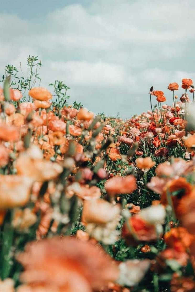 Floral Aesthetic iPhone Wallpaper