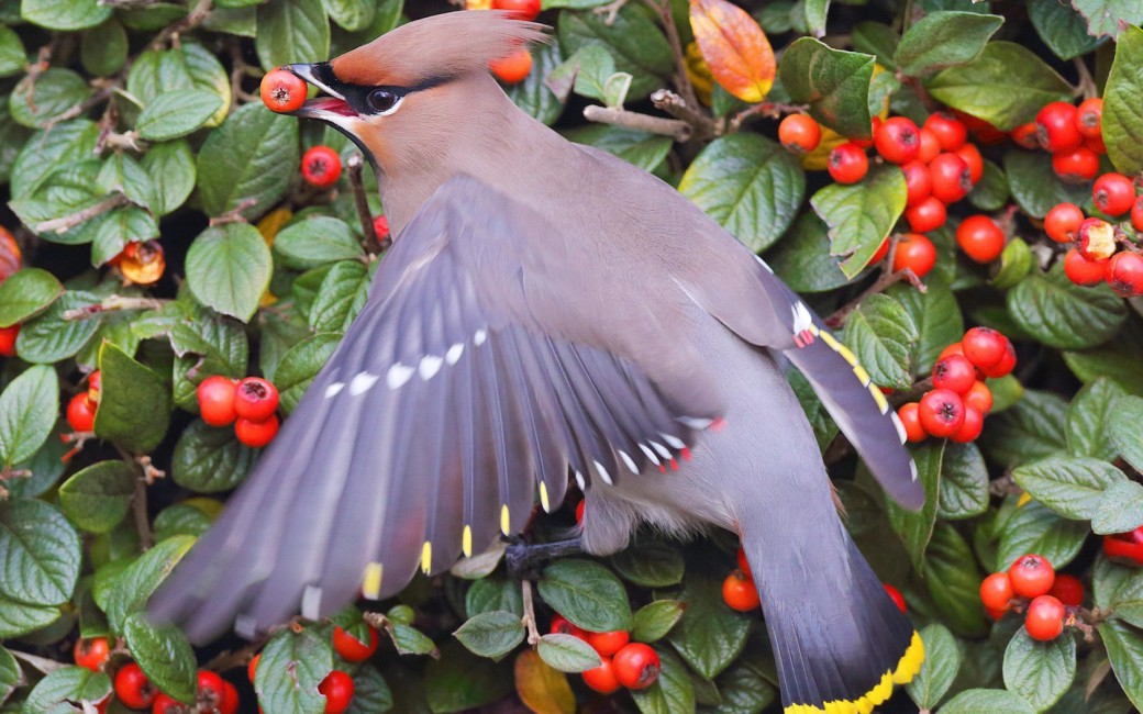 Waxwing Poultry Berries Bush Leaves Food Feathers Stock