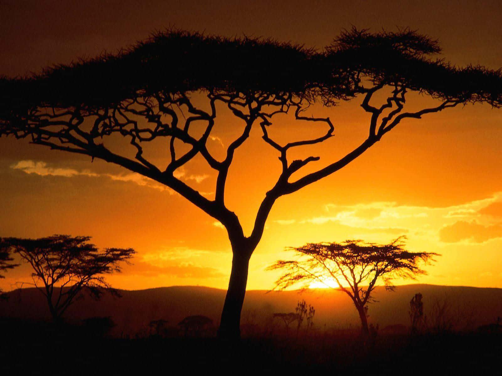 Download Serengeti Sunset On Safari Background