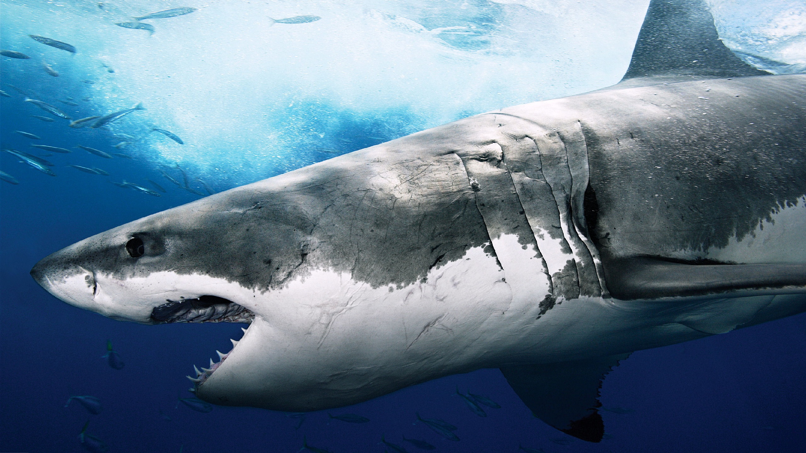 Shark Wallpaper