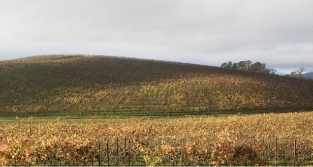 Of A Hill At Sonoma Valley In California Is The Default Wallpaper