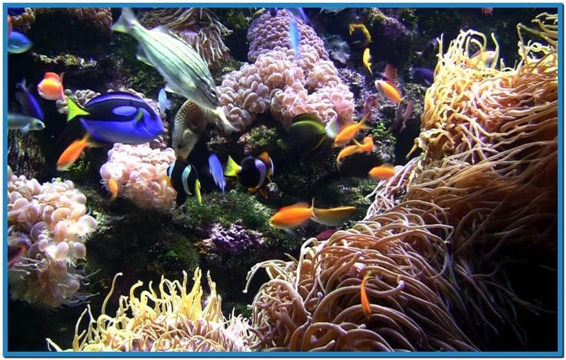 Sim Aquarium Live Wallpaper Activation Code