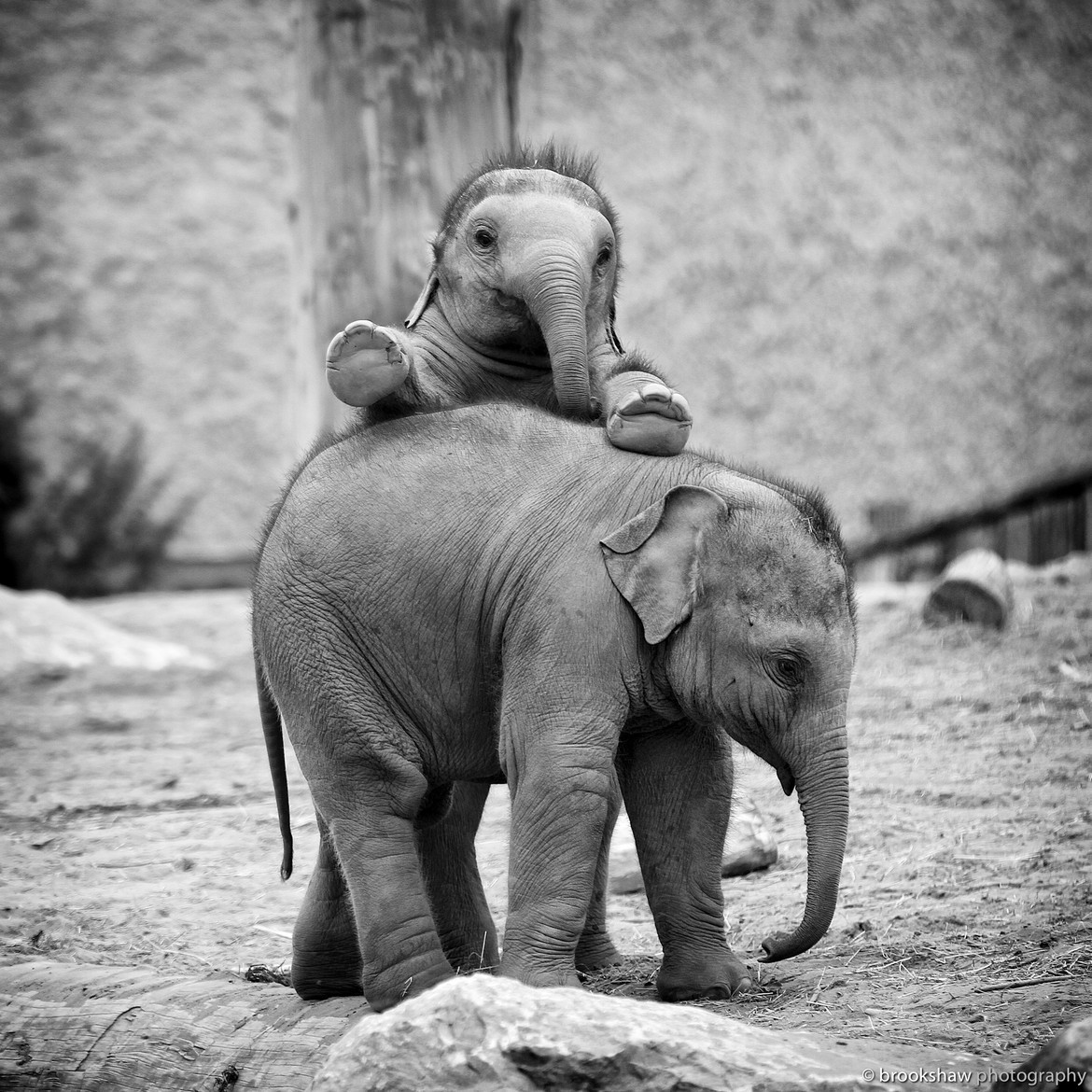 Baby Elephant Looking Over Another Aww