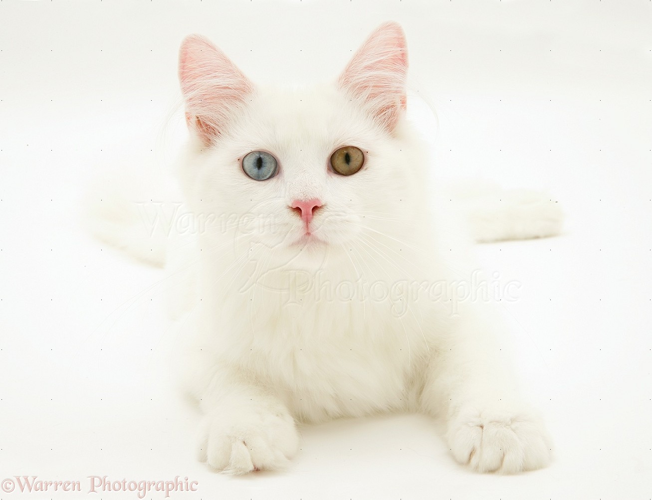Odd Eyed White Cat Background Jpg